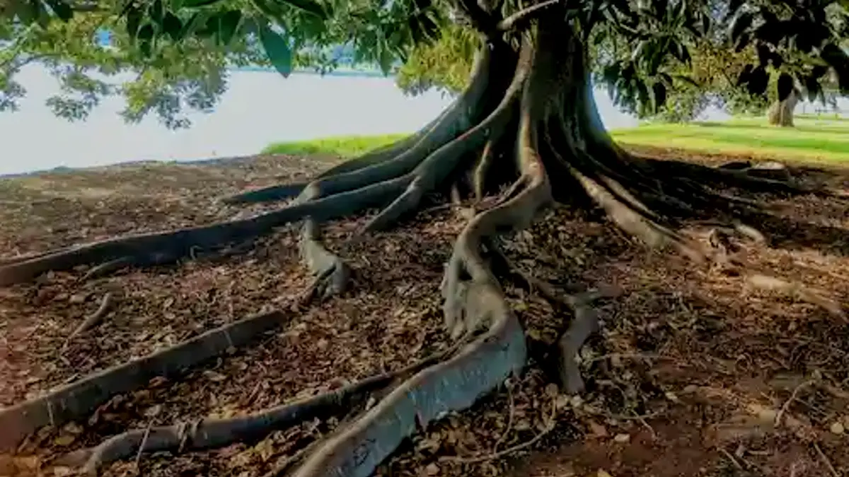 Grounded Affirmations - Orient Towards Growth Without Reality Distortion
